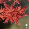Naniwa beni