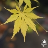 O izu