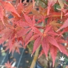 Obata