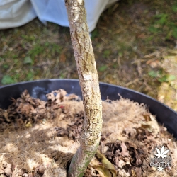 Acer-palmatum-Ryu-gu-ecorce