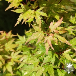 Acer-palmatum-Ryu-gu-fin-de-printemps