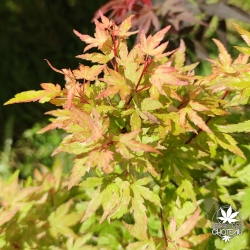 Acer-palmatum-Ryu-gu-fin-de-printemps-2