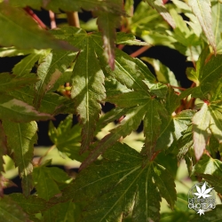 acer-palmatum-ryugu-printemps