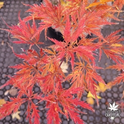 Acer-palmatum-Suisei-automne-2