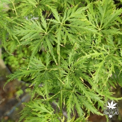 Acer-palmatum-Suisei-fin-de-printemps