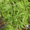 Acer-palmatum-Suisei-fin-de-printemps