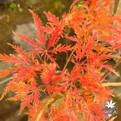 Acer-palmatum-Suisei-automne
