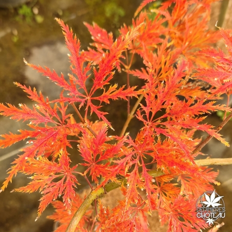 Acer-palmatum-Suisei-automne