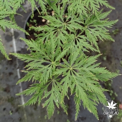 Acer-palmatum-Suisei-ete
