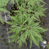 Acer-palmatum-Suisei-ete