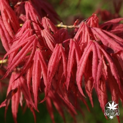 acer-palmatum-geisha-printemps-2