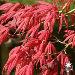 acer-palmatum-geisha-printemps