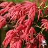 acer-palmatum-geisha-printemps