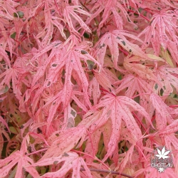 acer-palmatum-geisha-printemps-3