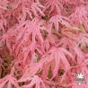 acer-palmatum-geisha-printemps-3