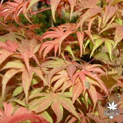 Acer_palmatum_Geisha_ete