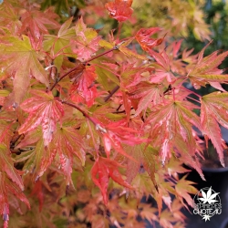 Tenuifolium