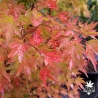 Acer-palmatum-Higasa-yama-automne