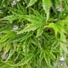 Acer-palmatum-Higasa-yama-ete