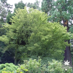 Tenuifolium