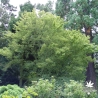 Tenuifolium