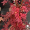 Tenuifolium
