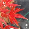 Acer-palmatum-Higasa-yama-Broom-automne