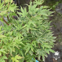 Tenuifolium