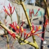 Acer-palmatum-Higasa-yama-printemps