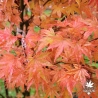 Tenuifolium