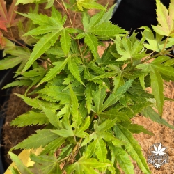 Acer-palmatum-May-Day-ete