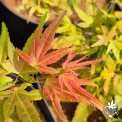 Acer-palmatum-May-Day-nouvelle-pousse-d-ete-2