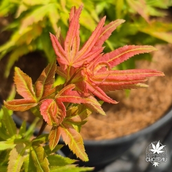 Acer-palmatum-May-Day-nouvelle-pousse-d-ete