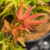 Acer-palmatum-May-Day-nouvelle-pousse-d-ete