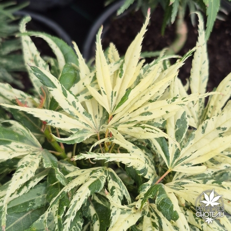 Acer-palmatum-Snow-Kitten-ete