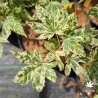 Acer-palmatum-Mei-wu-ete