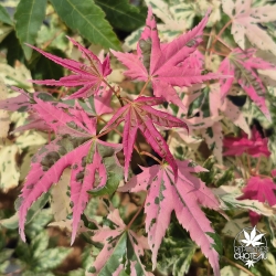 Acer-palmatum-Mei-wu-nouvelle-pousse-d-ete