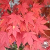 Orange Dream