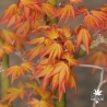 Orange Dream