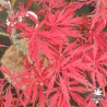 Oriental Lace