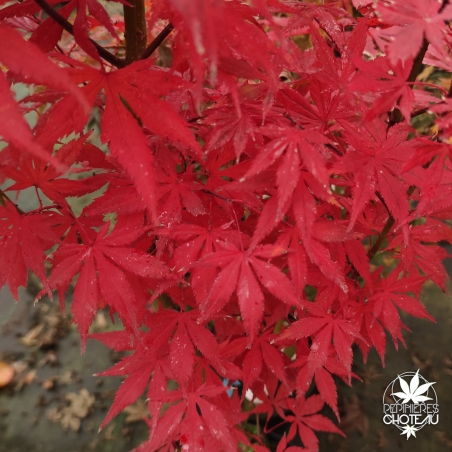 Acer-palmatum-Heguri-automne-2