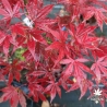 Acer-palmatum-Heguri-automne