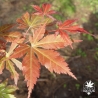 Tenuifolium