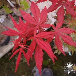 Acer-palmatum-Heguri-fin-d-ete