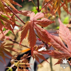 Acer-palmatum-Heguri-printemps-2