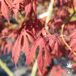 Acer-palmatum-Heguri-printemps