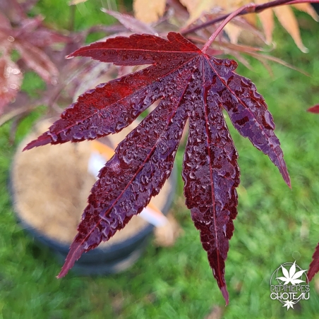 Acer-palmatum-Hefner-s-Red-fin-d-ete