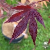 Acer-palmatum-Hefner-s-Red-fin-d-ete