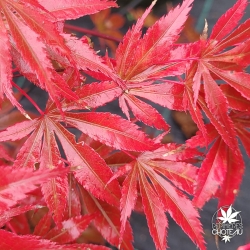 Acer-palmatum-Hatsuse-automne 2