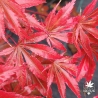 Acer-palmatum-Hatsuse-automne 2